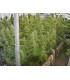 Killer A5 Haze (ACE Seeds)