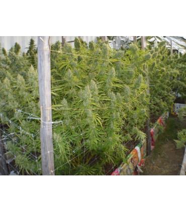 Killer A5 Haze (ACE Seeds)
