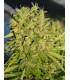 Killer A5 Haze (ACE Seeds)