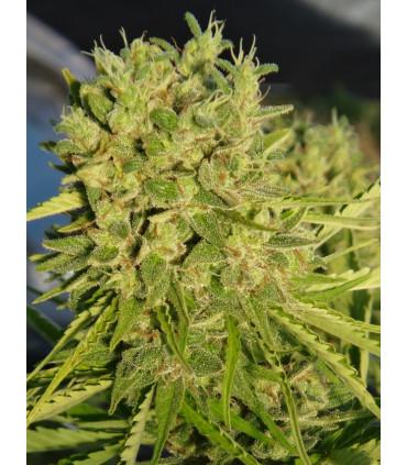 Killer A5 Haze (ACE Seeds)