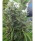 Killer A5 Haze (ACE Seeds)