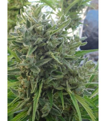 Killer A5 Haze (ACE Seeds)