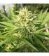 Panama x Bangi Haze (ACE Seeds)
