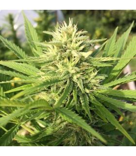 Panama x Bangi Haze (ACE Seeds)