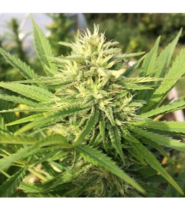 Panama x Bangi Haze (ACE Seeds)