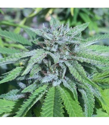 Panama x Bangi Haze (ACE Seeds)