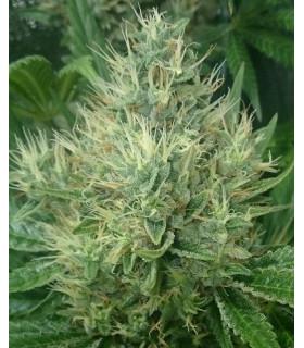 Panama x Bangi Haze (ACE Seeds)