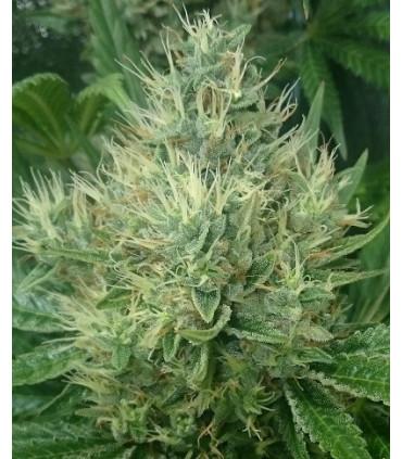 Panama x Bangi Haze (ACE Seeds)