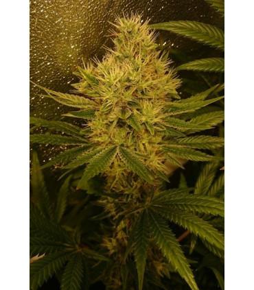 Panama x Bangi Haze (ACE Seeds)