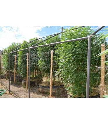 Panama x Bangi Haze (ACE Seeds)