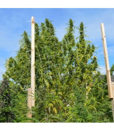 Panama x Bangi Haze (ACE Seeds)