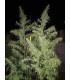 Panama x Bangi Haze (ACE Seeds)