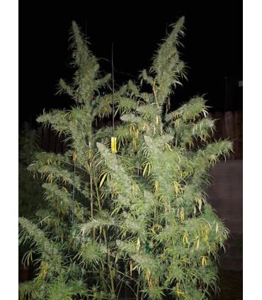 Panama x Bangi Haze (ACE Seeds)