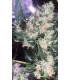Panama x Bangi Haze (ACE Seeds)