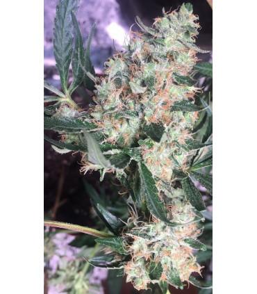Panama x Bangi Haze (ACE Seeds)