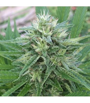 Panama x Bangi Haze (ACE Seeds)
