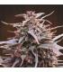 Purple Haze x Malawi (ACE seeds)