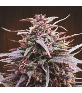 Purple Haze x Malawi (ACE seeds)