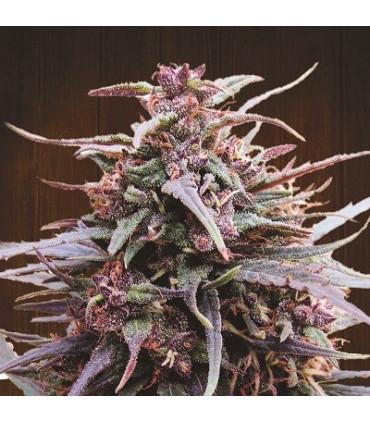 Purple Haze x Malawi (ACE seeds)