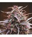 Purple Haze x Malawi