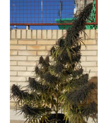 Purple Haze x Malawi (ACE seeds)