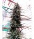 Purple Haze x Malawi (ACE seeds)