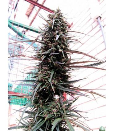 Purple Haze x Malawi (ACE seeds)