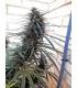 Purple Haze x Malawi (ACE seeds)