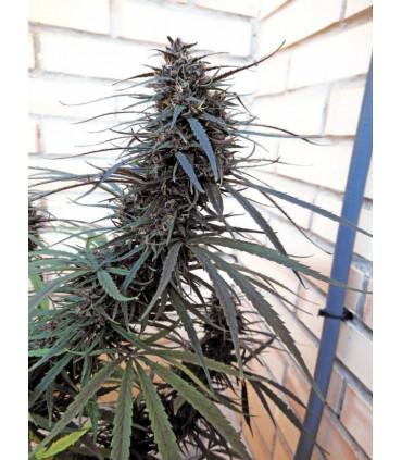 Purple Haze x Malawi (ACE seeds)