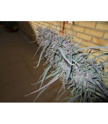 Purple Haze x Malawi (ACE seeds)