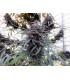 Purple Haze x Malawi (ACE seeds)