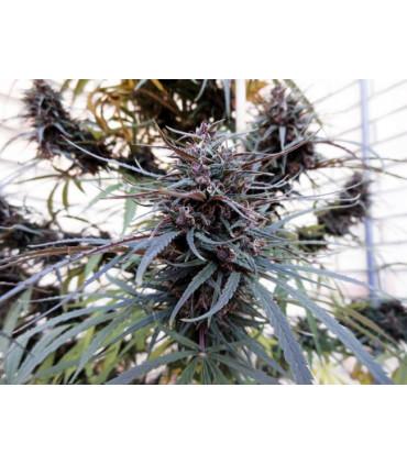 Purple Haze x Malawi (ACE seeds)