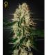 Arjan's Haze 3