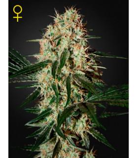 Arjan's Haze 3
