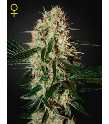 Arjan's Haze 3