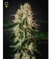 Arjan's Haze 3
