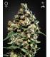Jack Herer (Greenhouse Seeds)