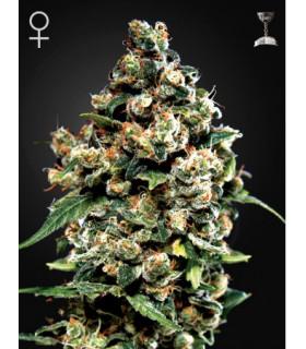 Jack Herer (Greenhouse Seeds)