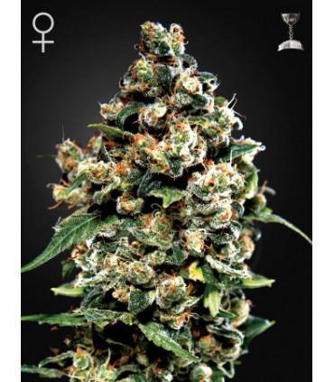 Jack Herer (Greenhouse Seeds)