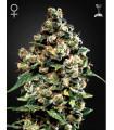 Jack Herer