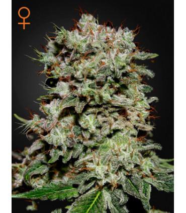 Kalashnikova (Greenhouse)