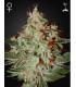 Lemon Skunk (Greenhouse Seeds)