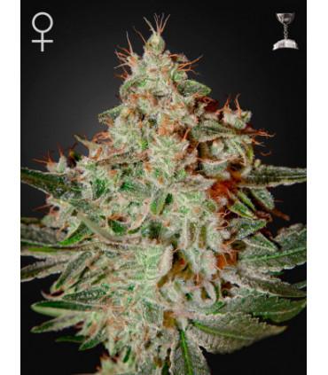 Lemon Skunk (Greenhouse Seeds)