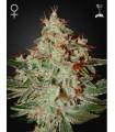 Lemon Skunk