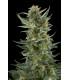 Royal Dwarf (Royal Queen Seeds)