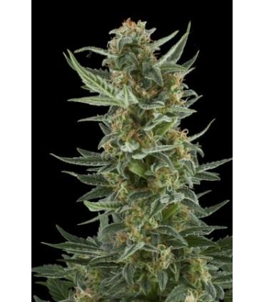 Royal Dwarf (Royal Queen Seeds)