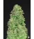 CBD Auto 20:1 (Fastbuds)