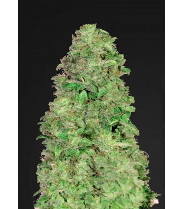 CBD Auto 20:1 (Fastbuds)