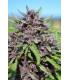 PCK x Panama (ACE Seeds)