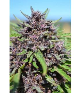 PCK x Panama (ACE Seeds)